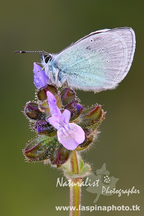 Identificazione Licenide!